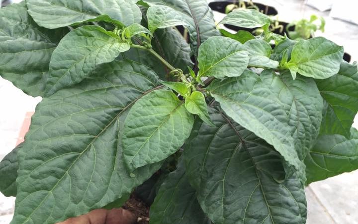 Dyrking av chili – temperatur – lys – fuktighet ?